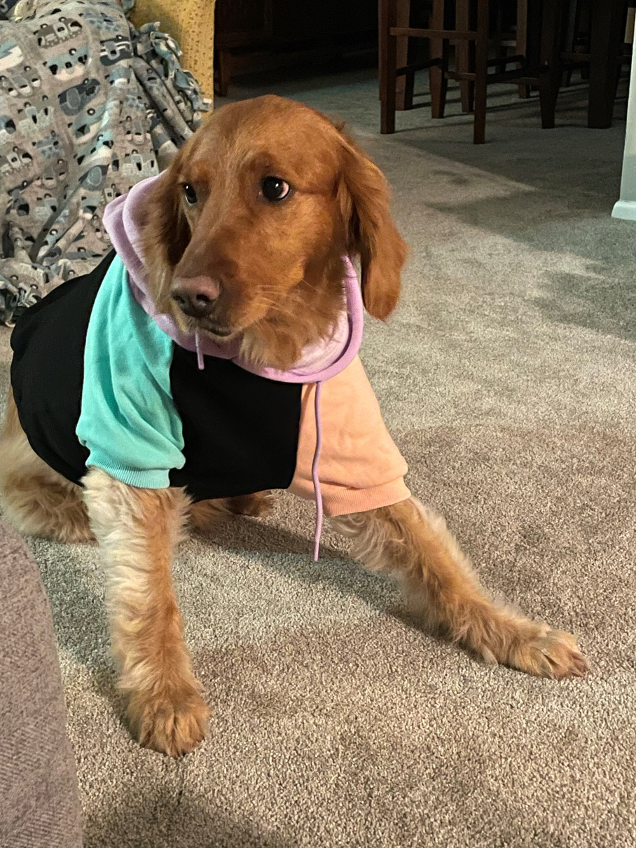 Golden Retriever in sweatshirt